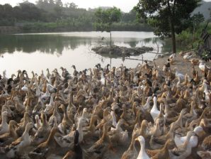 Mô hình chăn nuôi vịt hiệu quả