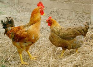 Cách chuẩn bị để nuôi gà Lương Phượng