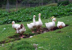 Biện pháp thú y vệ sinh phòng bệnh trong chăn nuôi ngan, vịt