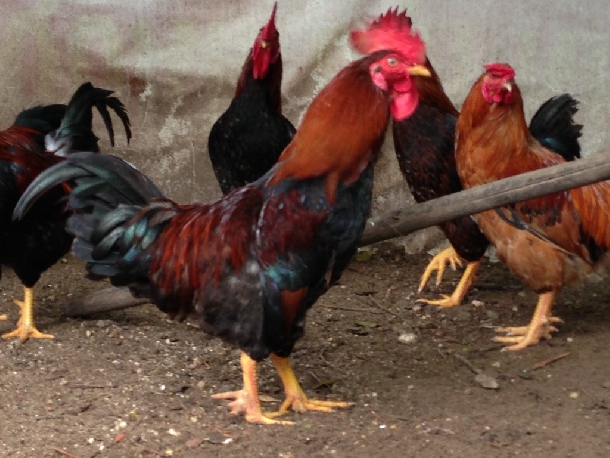Một số giống gà nội địa được nuôi phổ biến hiện nay
