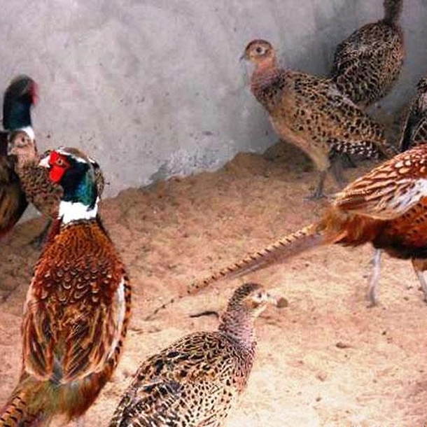 Phân Phối Chim Trĩ Đỏ Giống Chất Lượng Toàn Quốc
